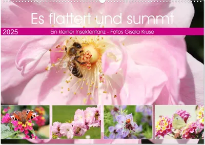 Produktbild von Es flattert und summt Ein kleiner Insektentanz (Wandkalender 2025 DIN A2 quer), CALVENDO Monatskalender