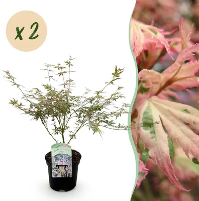 Image de Plante de terrasse - Erable Japonais - Acer palmatum Iyoshi - Rose - 2 Plantes - Feuilles caduques - 60-70cm - Ø25cm - Plante de jardin