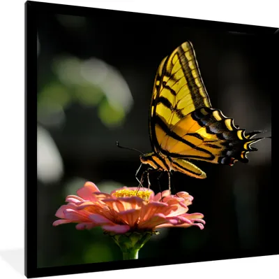 Produktbild von MuchoWow® Gerahmtes Poster Schmetterling - Botanisch - Blume 40x40 cm - Poster mit Schwarzem Bilderrahmen Wandposter Rahmen Foto Bilder - Mit Rahmen - Wanddekoration Schlafzimmer