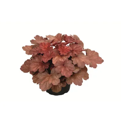 Produktbild von Heuchera "Cherry Cola" - Purpurglöckchen "Cherry Cola" im Topf 12 cm  - 12cm