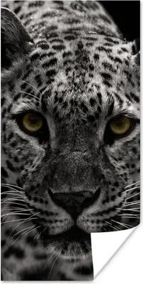 Produktbild von MuchoWow® Poster Schwarz-Weiß-Foto eines farbigen Leoparden 20x40 cm - Plakat - Foto