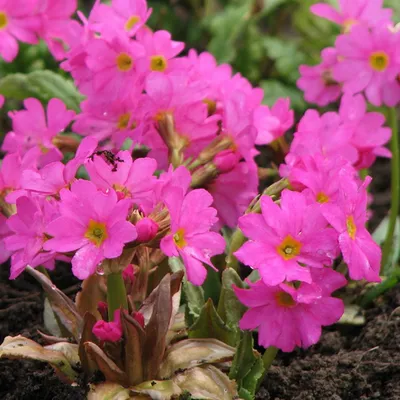 Produktbild von 6 x Rosenprimel - Primula 'Rosea' - Topf 9cm x 9cm