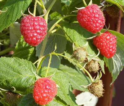 Produktbild von Dehner Bio Himbeere Malling Promise, Selbstbefruchter-Sorte mit süssen roten Früchten, 30-50 cm exkl. Pflanztopf, Ø Topf 13 cm, Beerenstrauch