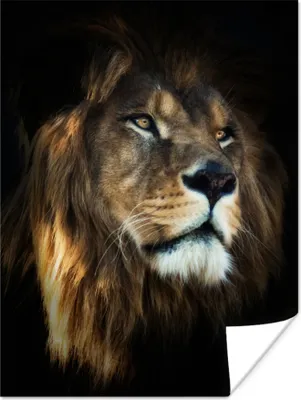 Produktbild von MuchoWow® Poster Löwe - Fell - Schwarz 90x120 cm - Wohnzimmer