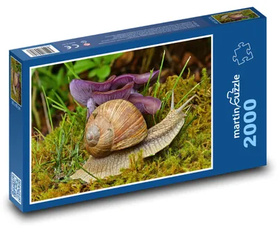 Zdjęcie produktu dla Puzzle 2000 Ślimak i fioletowy grzyb - martinpuzzle