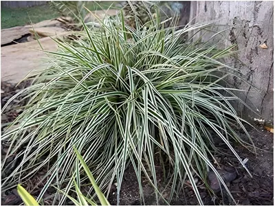 Produktbild von Stauden Gänge 5 x Carex oshimensis 'Everest' im 1 Liter Topf - Japan Segge - Ein Highlight, das das ganze Jahr begeistert