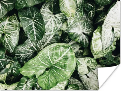 Produktbild von MuchoWow® Poster Blätter - Pflanzen - Natur 160x120 cm - Foto Plakat