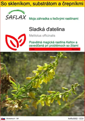Obrázok produktu pre SAFLAX Kultivačný set - sladká ďatelina - Melilotus officinalis - 250 Semená - S mini skleníkom, pestovateľským substrátom a 2 črepníkmi