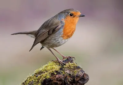 Produktbild von 3 D Ansichtskarte Rotkehlchen, Postkarte Wackelkarte Hologrammkarte Tiere Tier Vogel Gartenvogel