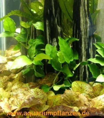 Produktbild von Set für 150 l Aquarium Pflanzen, Kies, Deko (XXIV)