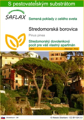 Produktbild von SAFLAX - Stredomorská borovica - Pinus pinea - 6 Semená - S pestovateľským substrátom bez klíčkov