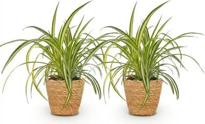 Produktbild von Chlorophytum comosum Variegatum 2er Set Zimmerpflanzen inkl. Naturkorb