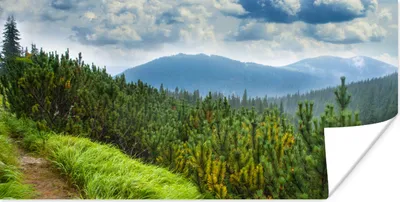 Produktbild von MuchoWow® Poster Wald - Pfad - Berg 120x60 cm - Bild