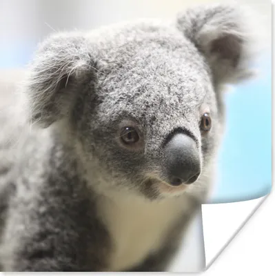 Produktbild von MuchoWow® Poster Koala - Porträt - Tier - Kinder - Jungen - Mädchen 75x75 cm - Wand Dekoration