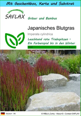 Produktbild von SAFLAX Geschenk Set - Japanisches Blutgras - Imperata cylindrica - 50 Samen - Mit Geschenkbox, Versandaufkleber, Geschenkkarte und Anzuchtsubstrat