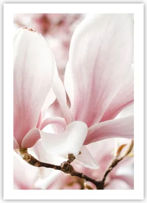 Produktbild von Poster - Poster ohne Rahmen - Zweig Magnolie Blume - 50x70 cm - Wand Bild - Wanddeko - Wandbilder - Kunstposter - Wandposter - Bilder - Kunstdruck - Wanddekoration - Wandbild - P2XPA50x70-4538