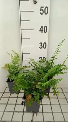 Produktbild von 6 x Polystichum acrostichoides - Weihnachtsfarn - Topf 9 x 9 cm