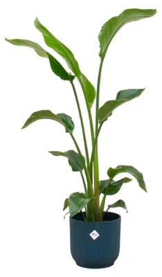 Produktbild von Set: Strelitzia Nicolai - Paradiesvogelblume - mit Übertopf elho Vibes Fold Round Blau Ø22cm - Pflanze Höhe 100cm