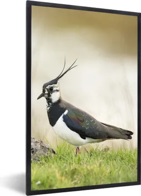 Produktbild von MuchoWow® Gerahmtes Poster Vogel - Gras - Tiere - Natur - Kiebitz 60x90 cm - Poster mit Schwarzem Bilderrahmen Wandposter Rahmen Foto Bilder - Kunst