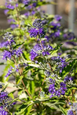 Produktbild von Caryopteris clandonensis 'First Blue', Bartblume, blau, 25–30 cm