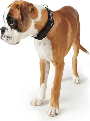 Produktbild von Schwarzes Softie Deluxe Halsband für Hunde - 50 cm