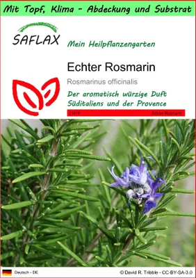 Produktbild von SAFLAX Garden to go - Echter Rosmarin - Rosmarinus officinalis - 100 Samen - Mit Topf, Klima - Deckel und Anzuchtsubstrat