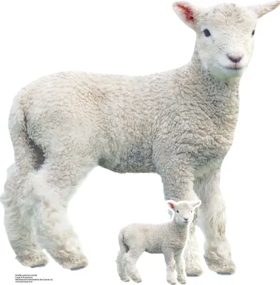 Produktbild von Farmtiere - Lamm - Pappaufsteller Standy Mini - 74x72 cm