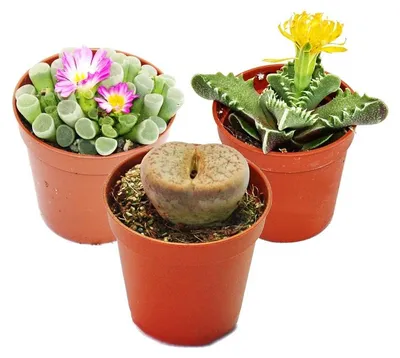 Produktbild von Kalahari-Mix - 3 Pflanzen im 5,5cm Topf