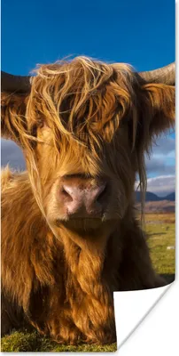 Produktbild von MuchoWow® Poster Schottische Highlander - Tiere - Gras 60x120 cm - Wandschmuck