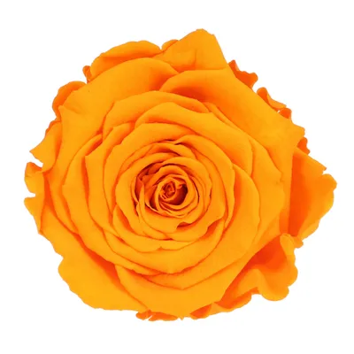 Produktbild von Infinity Rose L Ø5cm konserviert stabilisiert haltbar Rosenkopf ewige Rosenblüte 1 St. Dunkel Gelb (yel04)