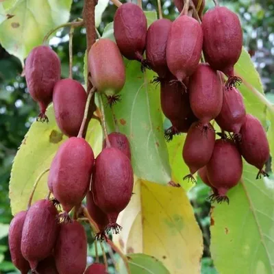 Produktbild von Ken´s Red, Rote Bayernkiwi, weiblich Actinidia arguta, 3 L. Topf ca. 60-100 cm