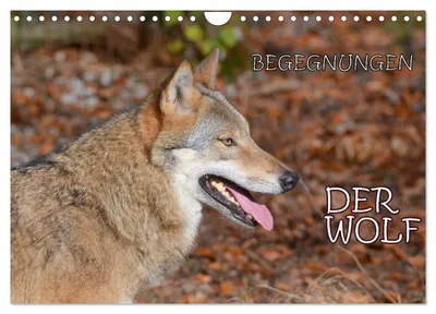 Produktbild von Begegnungen DER WOLF (Wandkalender 2027 DIN A4 quer), CALVENDO Monatskalender