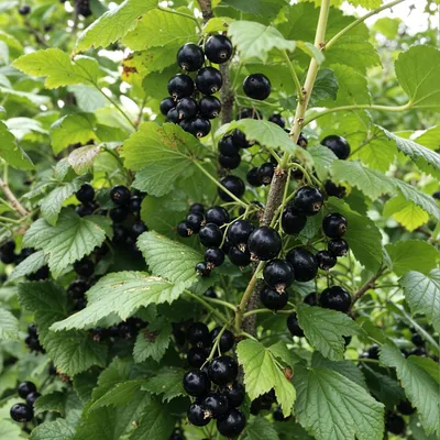Produktbild von Schwarze Johannisbeere Tisel - 2 Pflanzen - Winterhart & Mehrjährig - Echte Fruchtsträucher aus Holland - keine Samen, keine Zwiebeln, nicht künstlich