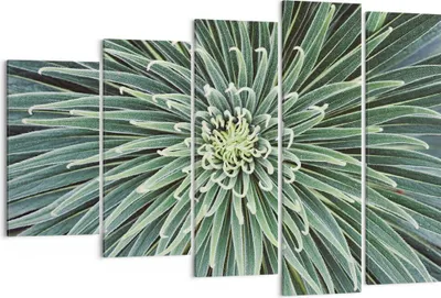 Produktbild von Bild auf Leinwand - Leinwandbild - 5 Teile - Agave Grün Pflanze - 150x100cm - Wand Bild - Wanddeko - Wandbilder - Leinwanddruck - Bilder - Wanddekoration - Leinwand bilder - Wandbild - EG150x100-4905