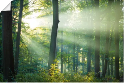 Produktbild von ARTland Poster Licht im Wald Größe: 90x60 cm