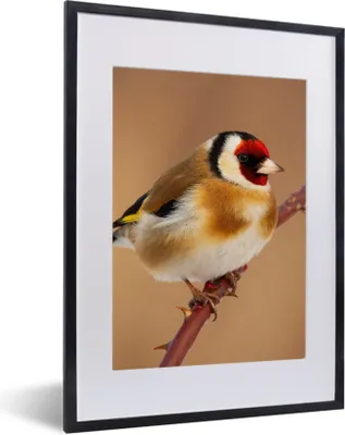 Produktbild von MuchoWow® Gerahmtes Poster Kropftaube - Vogel - Tiere 30x40 cm - Poster mit Schwarzem Bilderrahmen Wandposter Rahmen Foto Bilder - Wandposter Schlafzimmer