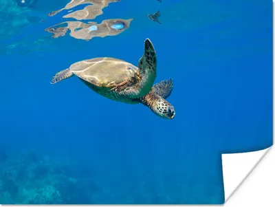 Produktbild von MuchoWow® Poster Schildkröte schwimmt im Meer 80x60 cm - Kunst für zu Hause