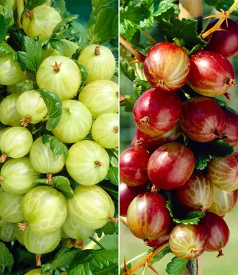 Produktbild von BALDUR Garten 2er Säulen-Stachelbeeren Kollektion, Pflanzen im 2 Liter-Topf, Säulenobst, Beerenobst, Hinnonmäki rot + Hinnonmäki gelb, winterhart, platzsparend für kleine Gärten, Balkone & Terrassen