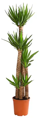 Produktbild von Dehner Yucca-Palme, viertriebig, ca. 170-180 cm, Ø Topf 27 cm, Zimmerpalme