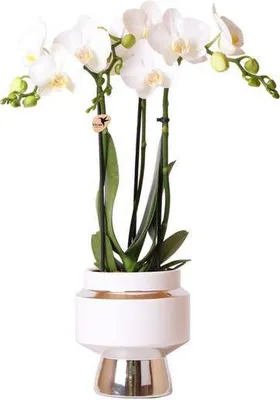 Produktbild von Phalaenopsis Orchidee Weiß Amabilis Ø9cm H40cm Zimmerpflanze Grünpflanze Blüten