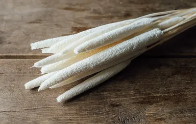 Produktbild von Babala getrocknet und gebleicht 15 Stk. im Bund ca. ca. 70cm | Pennisetum glaucum
