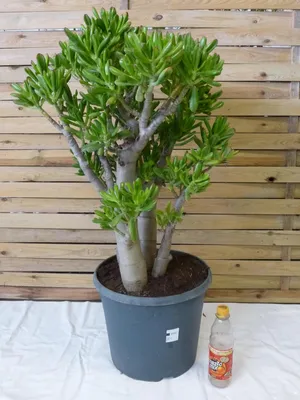 Produktbild von [Palmenlager] XXL Crassula gollum 100 cm - extra großer 38 cm Ø Deko-Topf - Dickblatt, Geldbaum, Pfennigbaum - kräftige Pflanze, dicker Stamm