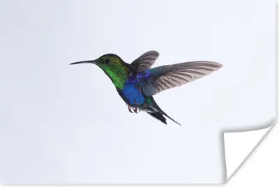 Produktbild von MuchoWow® Poster Vögel - Kolibri - Grün - Blau 180x120 cm - Fotoplakat