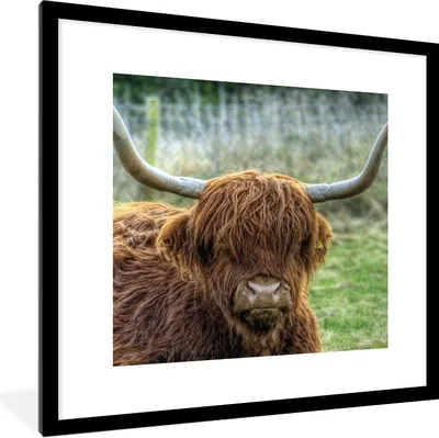 Produktbild von MuchoWow® Gerahmtes Poster Schottischer Highlander - Kuhkopf - Hörner 40x40 cm - Poster mit Schwarzem Bilderrahmen Wandposter Rahmen Foto Bilder - Poster - Plakat im Rahmen