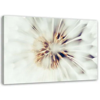 Obrázek produktu pro Obraz na plátně zblízka pampeliška 120x80 cm Feeby béžová nástěnná malba připravená k zavěšení
