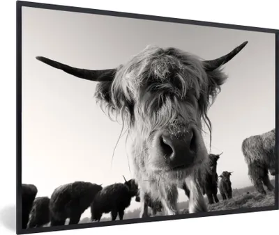 Produktbild von MuchoWow® MuchoWow® Gerahmtes Poster Schottisches Hochlandrind - Schwarz - Weiß - Tiere 60x40 cm - Poster mit zchwarzem Bilderrahmen - Printing - Wanddeko Schlafzimmer