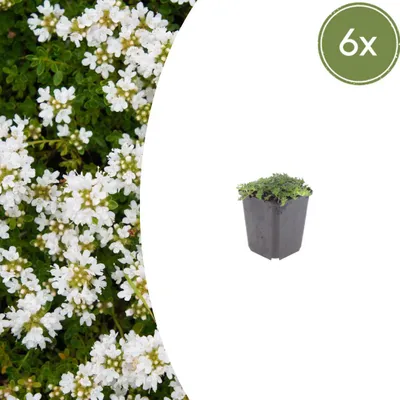 Produktbild von Thymus praecox "Albiflorus" - Frühblühender Thymian - 9cm Topf - 10-25cm - Set mit 6 Pflanzen