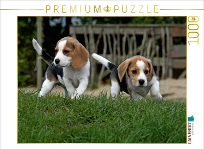 Produktbild von Calvendo Beagle-Welpen 1000 Teile Puzzle quer 640x480mm, ; 7380816