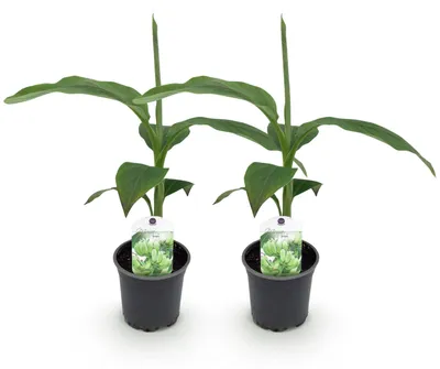 Image de Green boutiQ - Plante fruitière - Bananiers - Musa basjoo - Résistante au froid - 2 plants - Pot de 12 cm, hauteur 30 cm