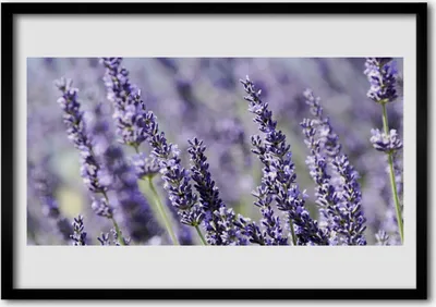 Produktbild von Bild 70x50 MDF-Rahmen Wandkunst Blumen Pflanzen Natur